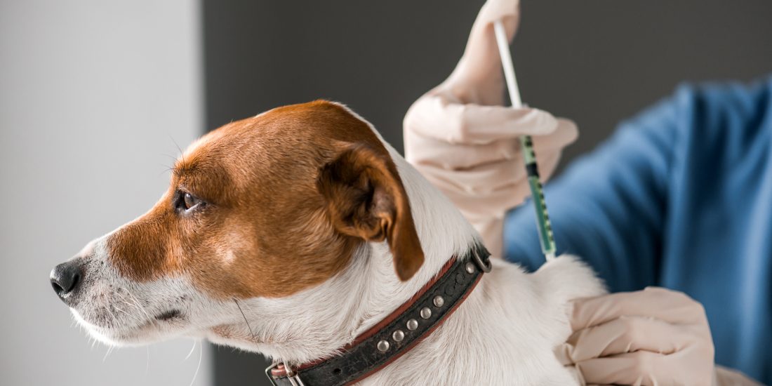 Vacinação antirrábica e identificação eletrónica de cães - Campanha 2025